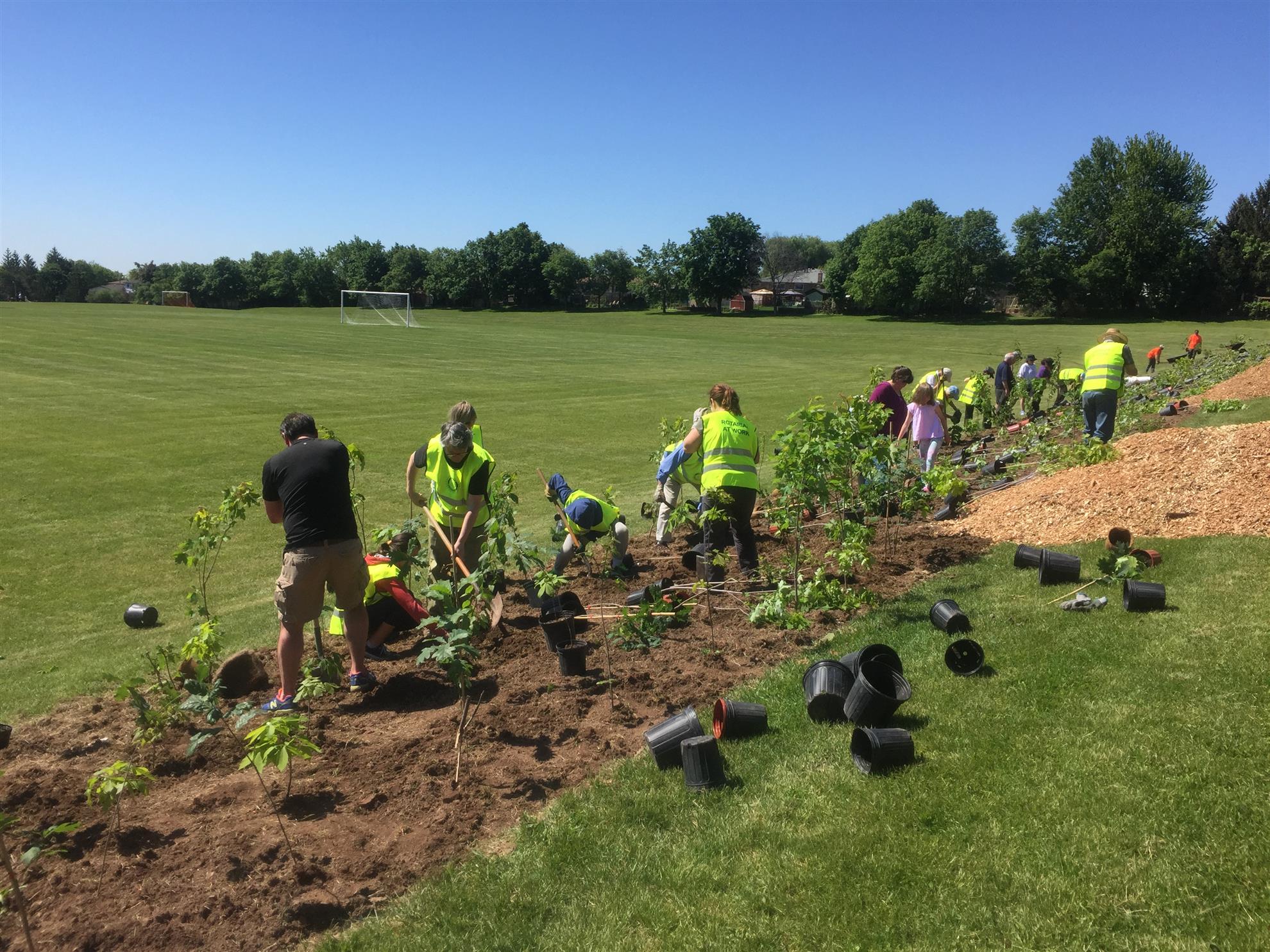 Tree Planting The Rotary Club of Burlington