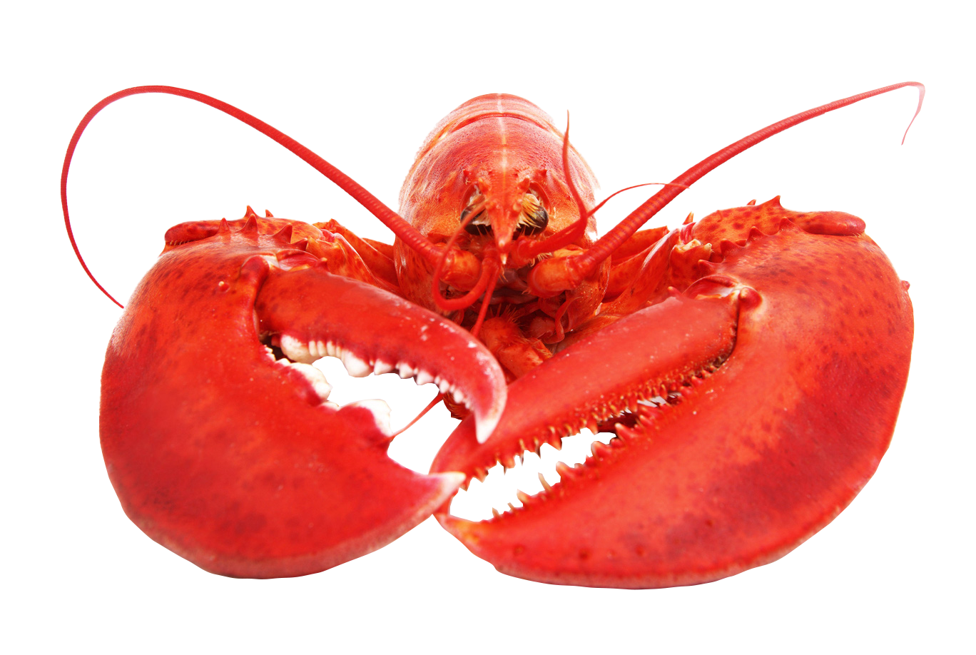 Lobsterfest 2023 Rotary Club of Guelph