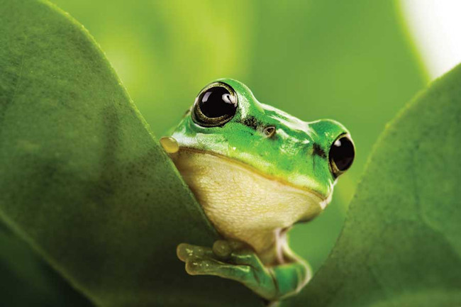 biodiverse frog