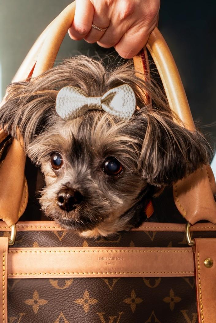 Annie - Linda's Grand-dog