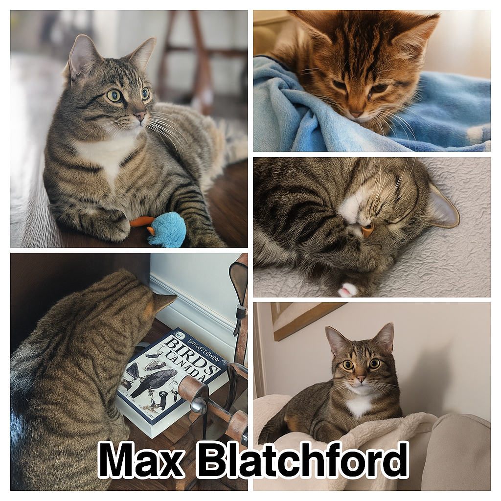 Max Blatchford 