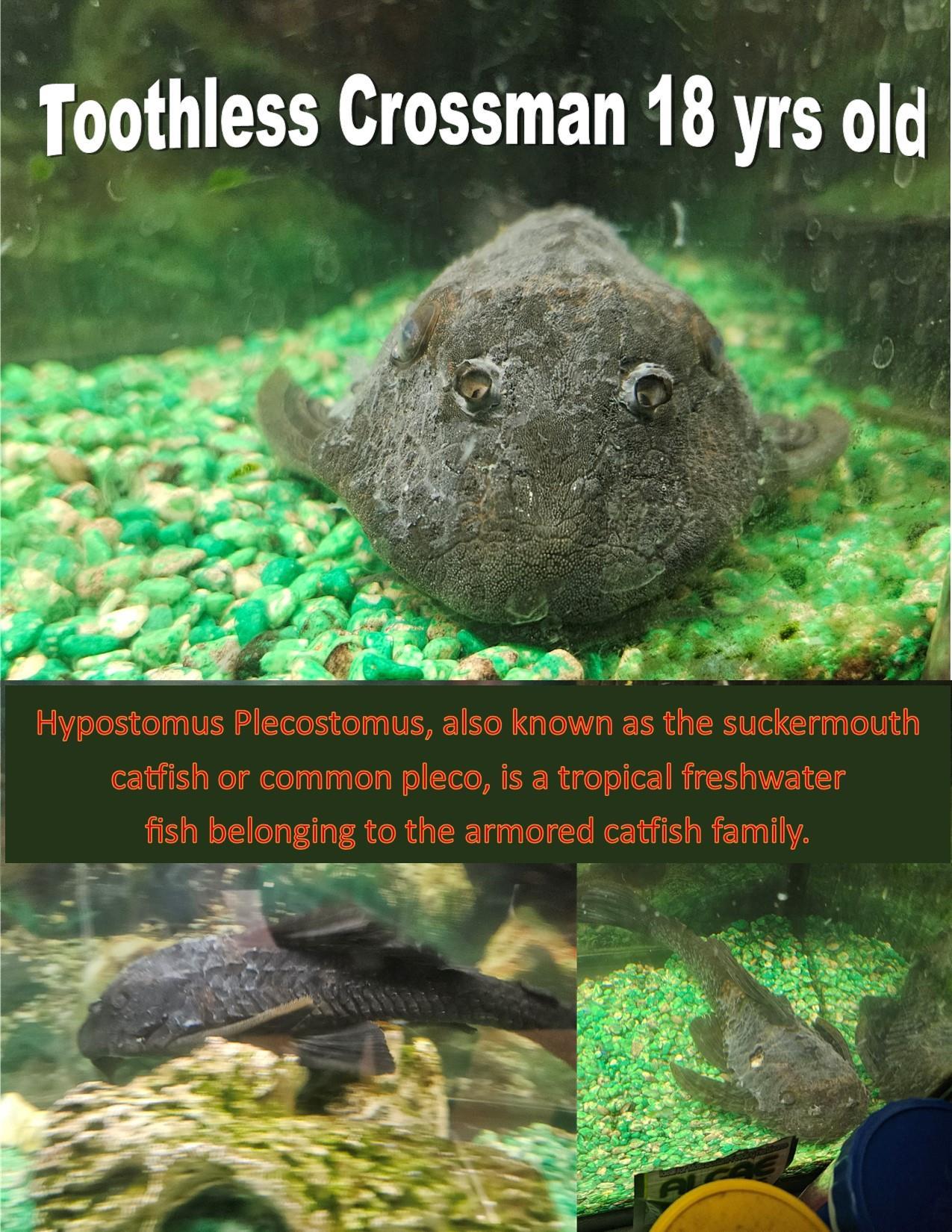 Toothless Crossman
