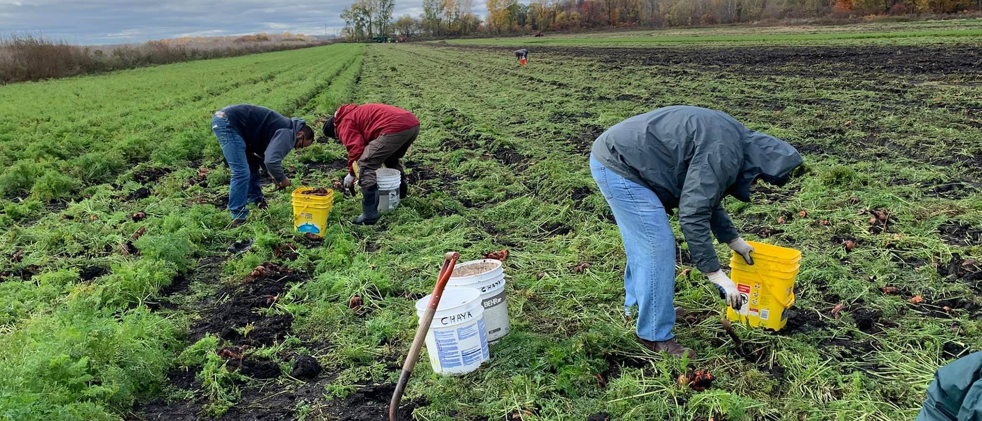 Gleaning Carrots