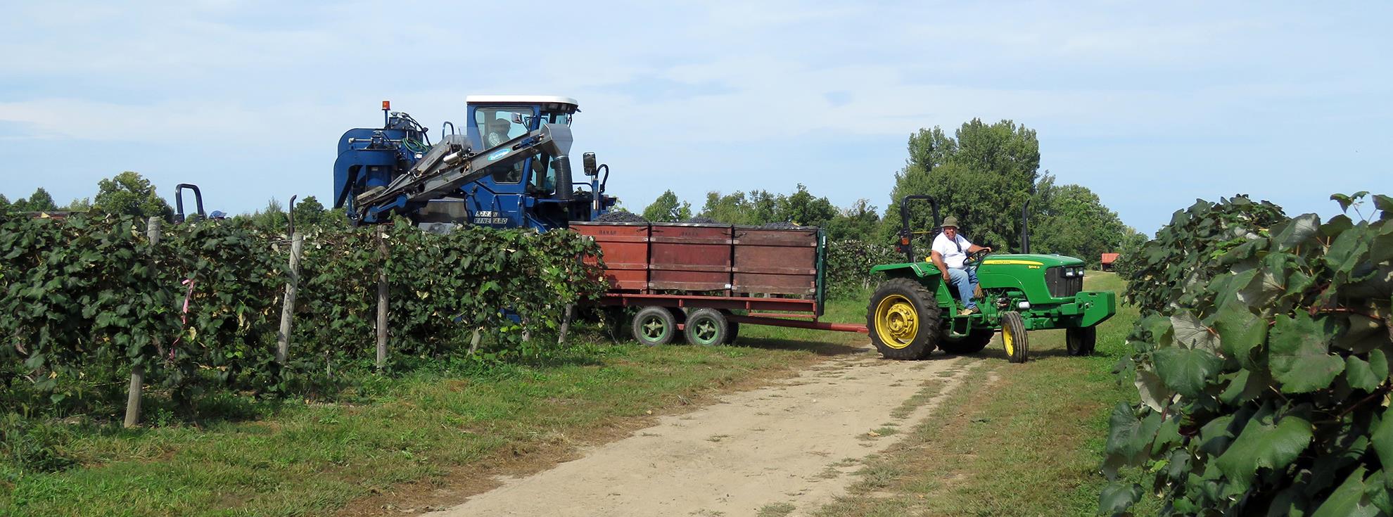 Local Grape Farm