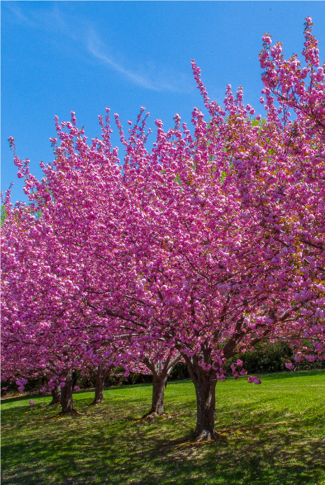 Rotary Clubs Help Plant Cherry Blossom Trees | Rotary Club of Nanaimo