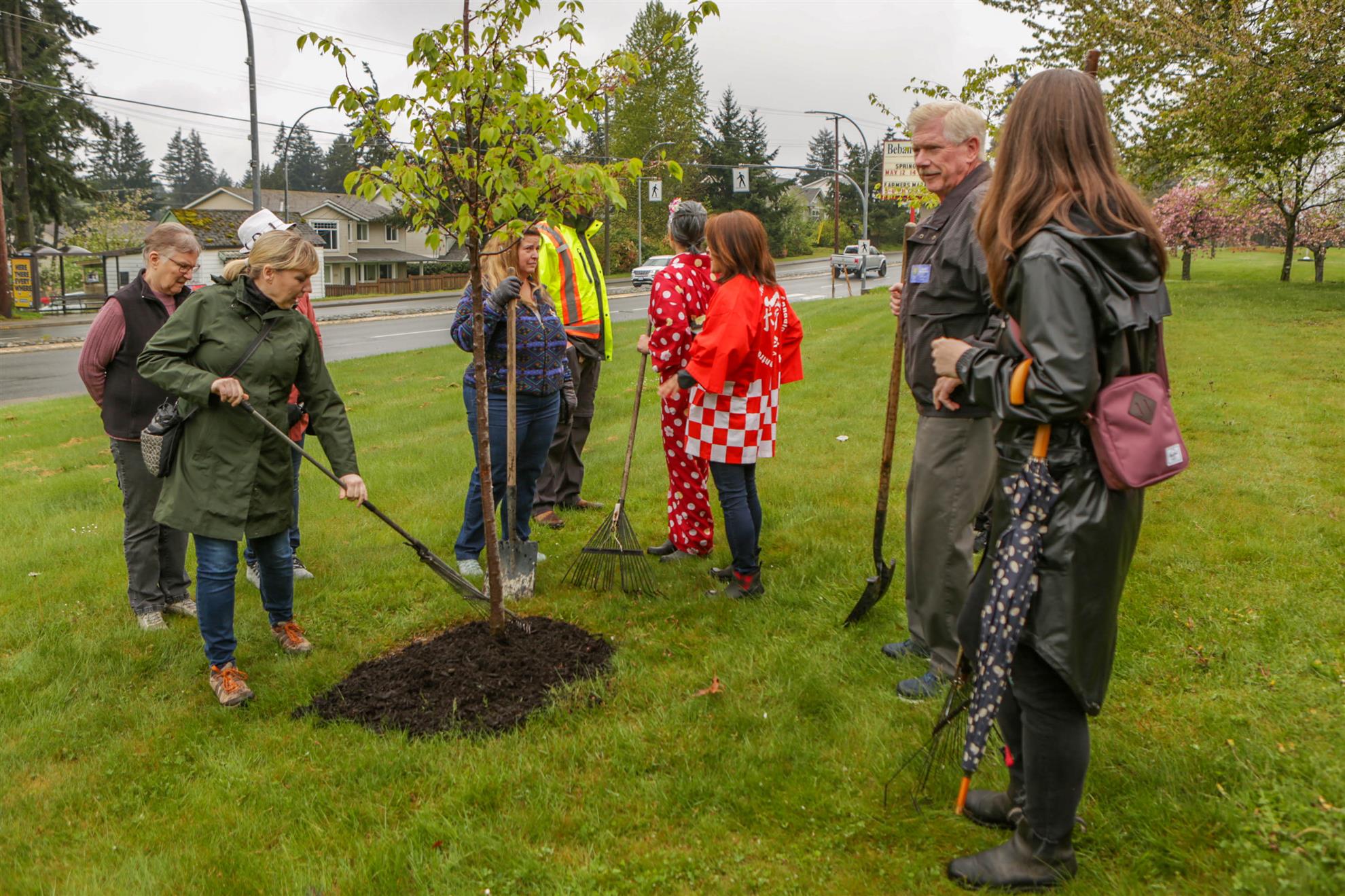 Cherry blossom planting 2023 | Rotary Club of Nanaimo