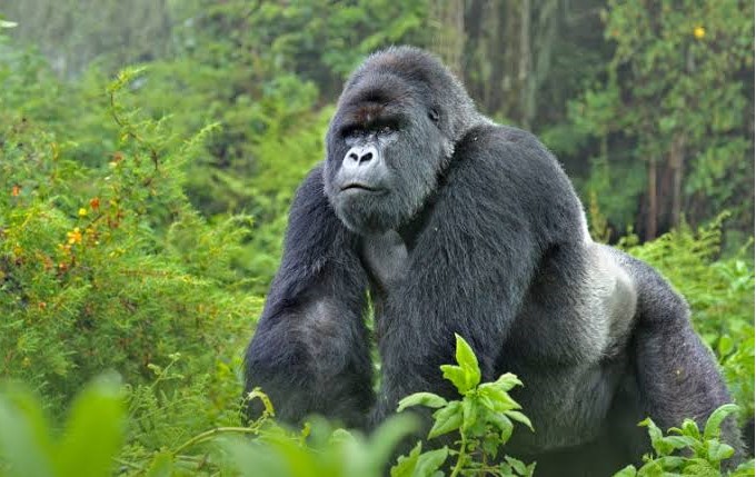 Mountain Gorilla Conservation - Africa