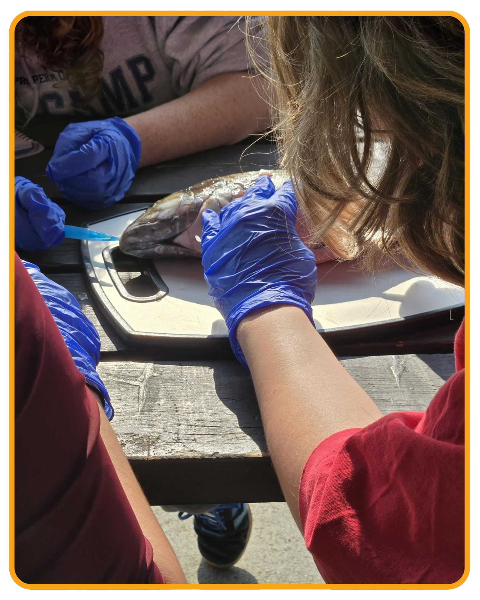 Students examining a fish specimen