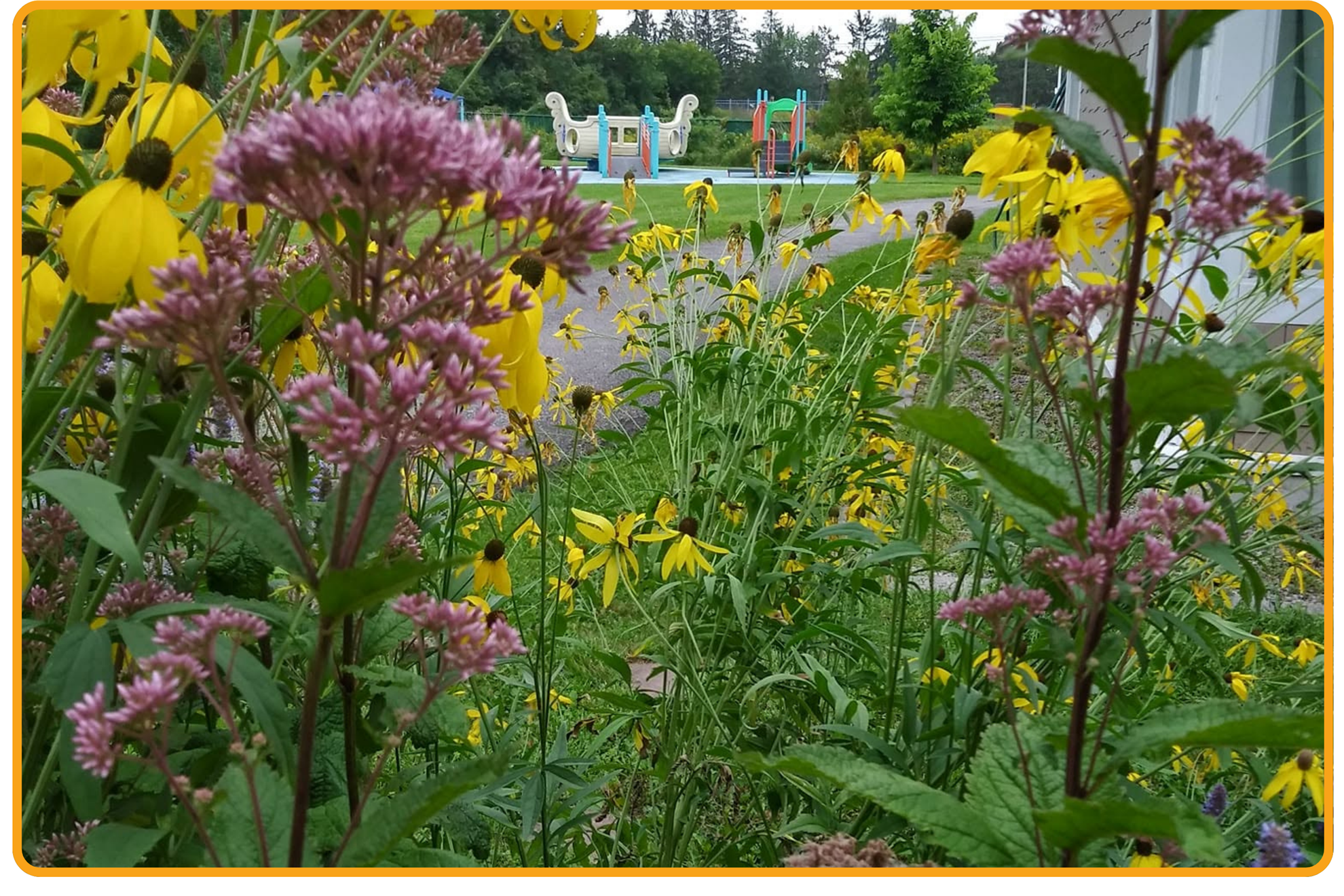 Mature pollinator garden at Ottawa Rotary Home