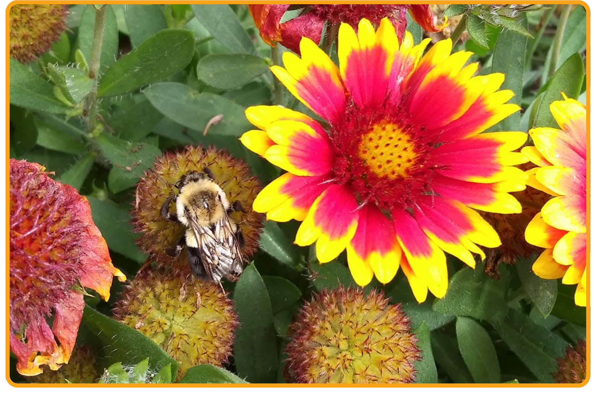 Bumblebee visiting flowers in the pollinator garden