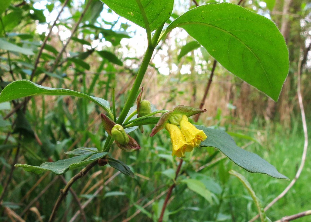 Burns Bog heritage site, Delta Rotary Club of Ladner (Delta)