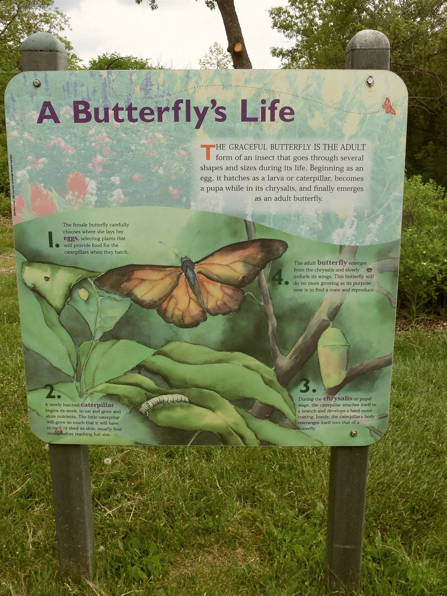 Butterfly Garden at Gallup Park