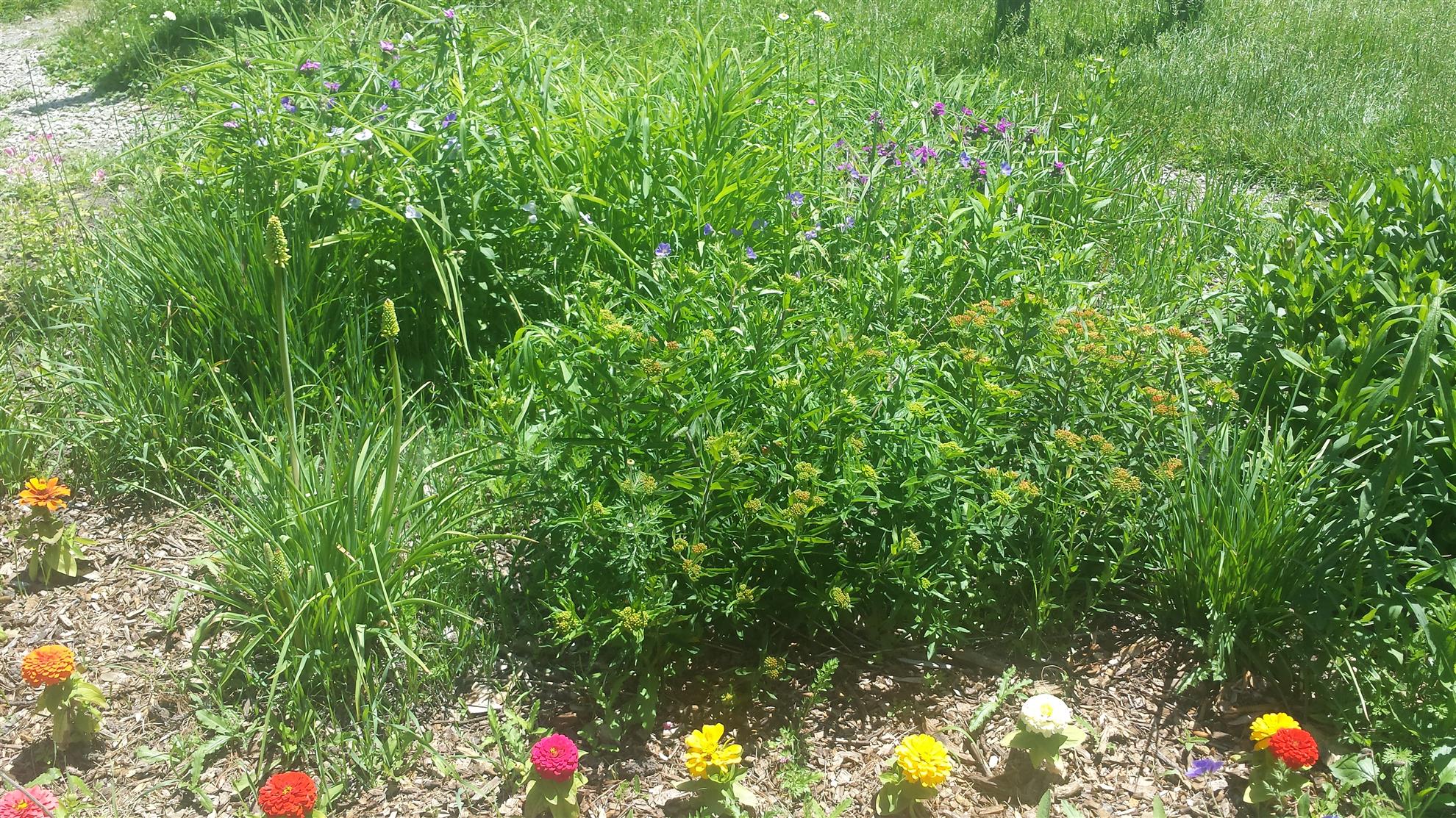 RCAAN Butterfly & Hummingbird Garden at Gallup Park Ann Arbor Rotary