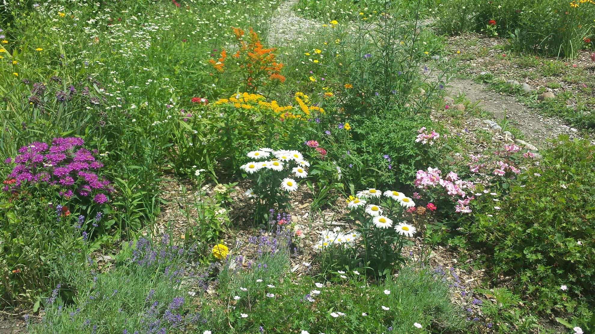 RCAAN Butterfly & Hummingbird Garden at Gallup Park Ann Arbor Rotary