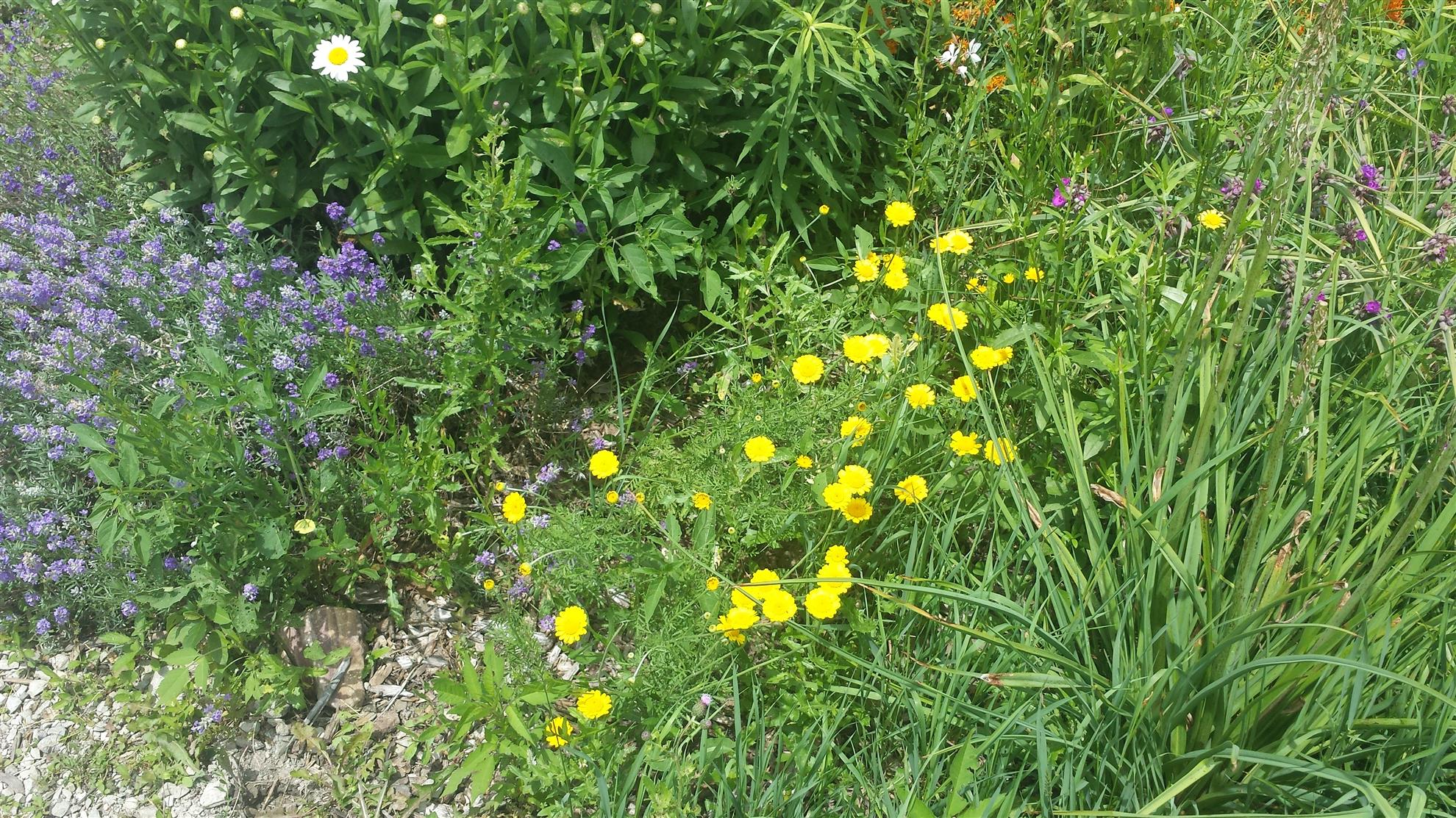 RCAAN Butterfly & Hummingbird Garden at Gallup Park Ann Arbor Rotary