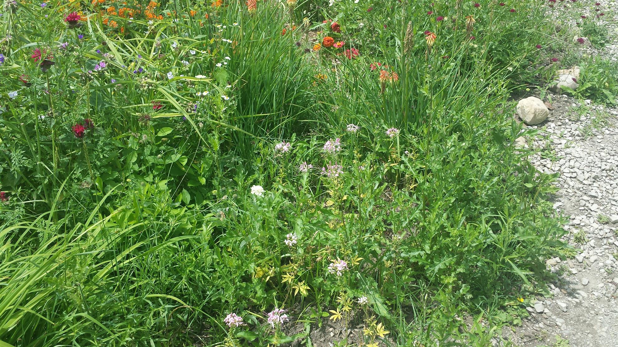 RCAAN Butterfly & Hummingbird Garden at Gallup Park Ann Arbor Rotary