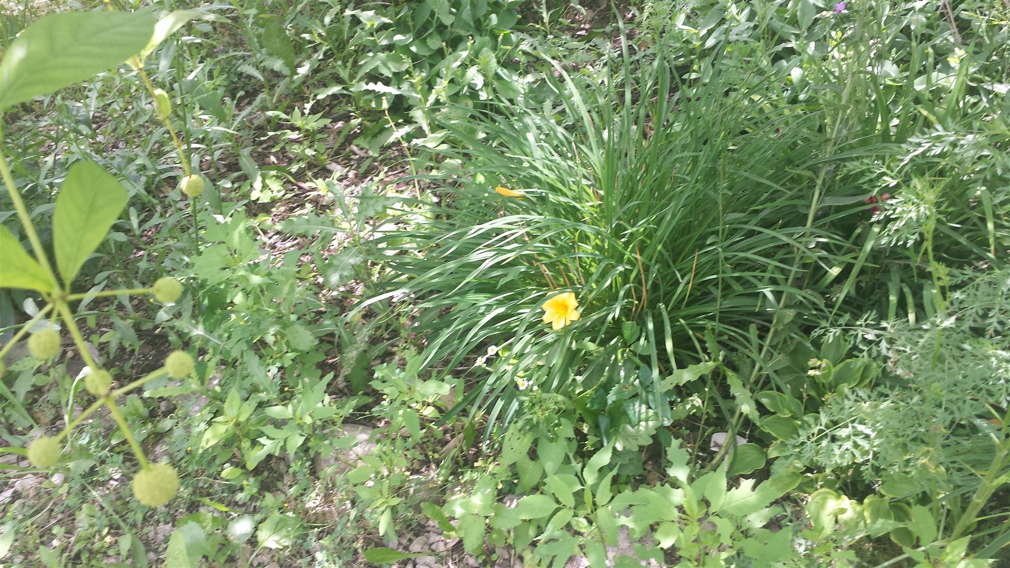 RCAAN Butterfly & Hummingbird Garden at Gallup Park Ann Arbor Rotary