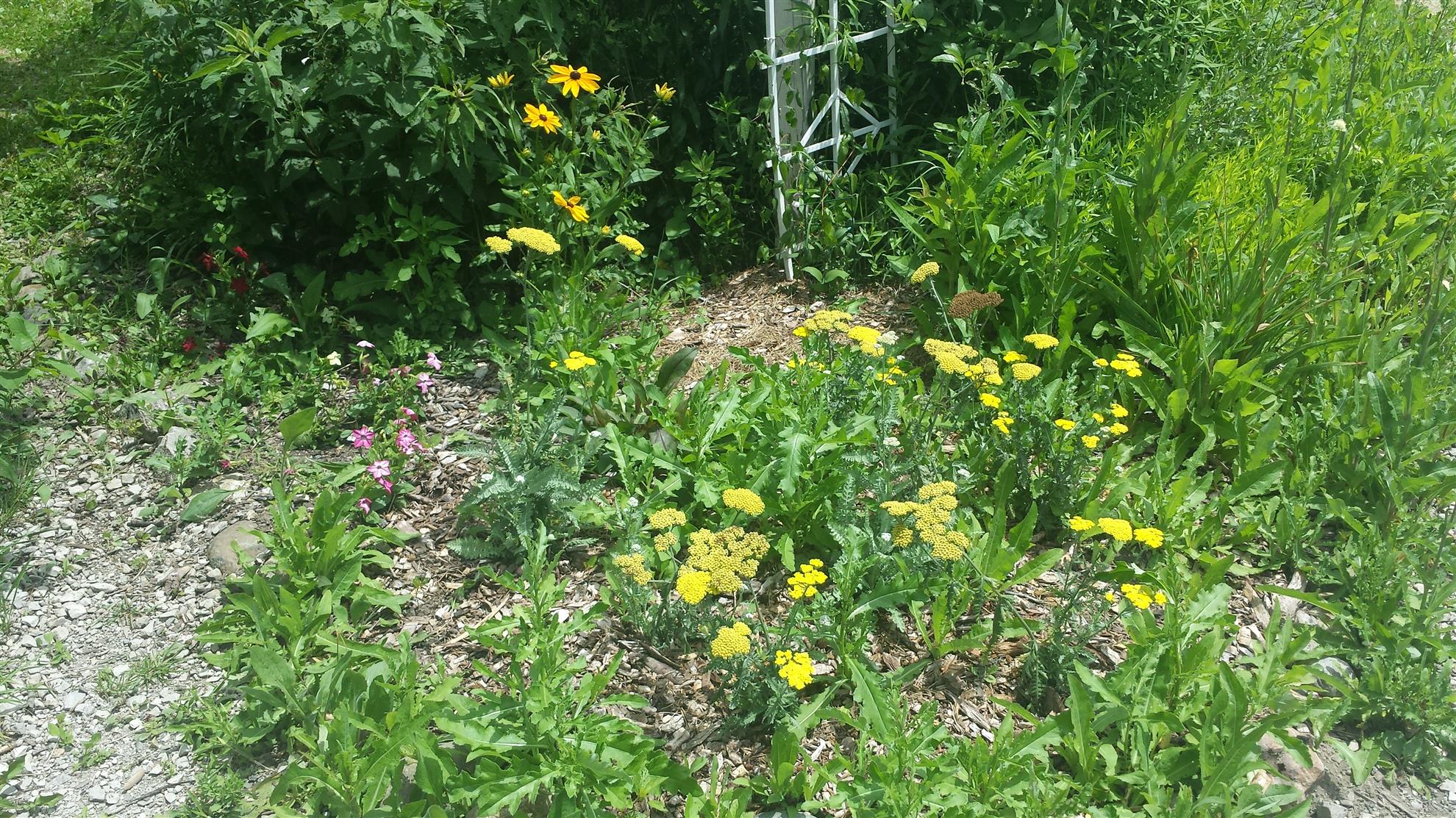 RCAAN Butterfly & Hummingbird Garden at Gallup Park Ann Arbor Rotary