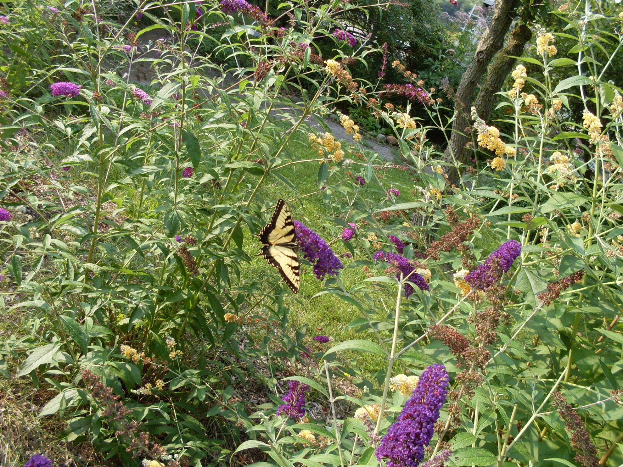 RCAAN Butterfly & Hummingbird Garden at Gallup Park Ann Arbor Rotary