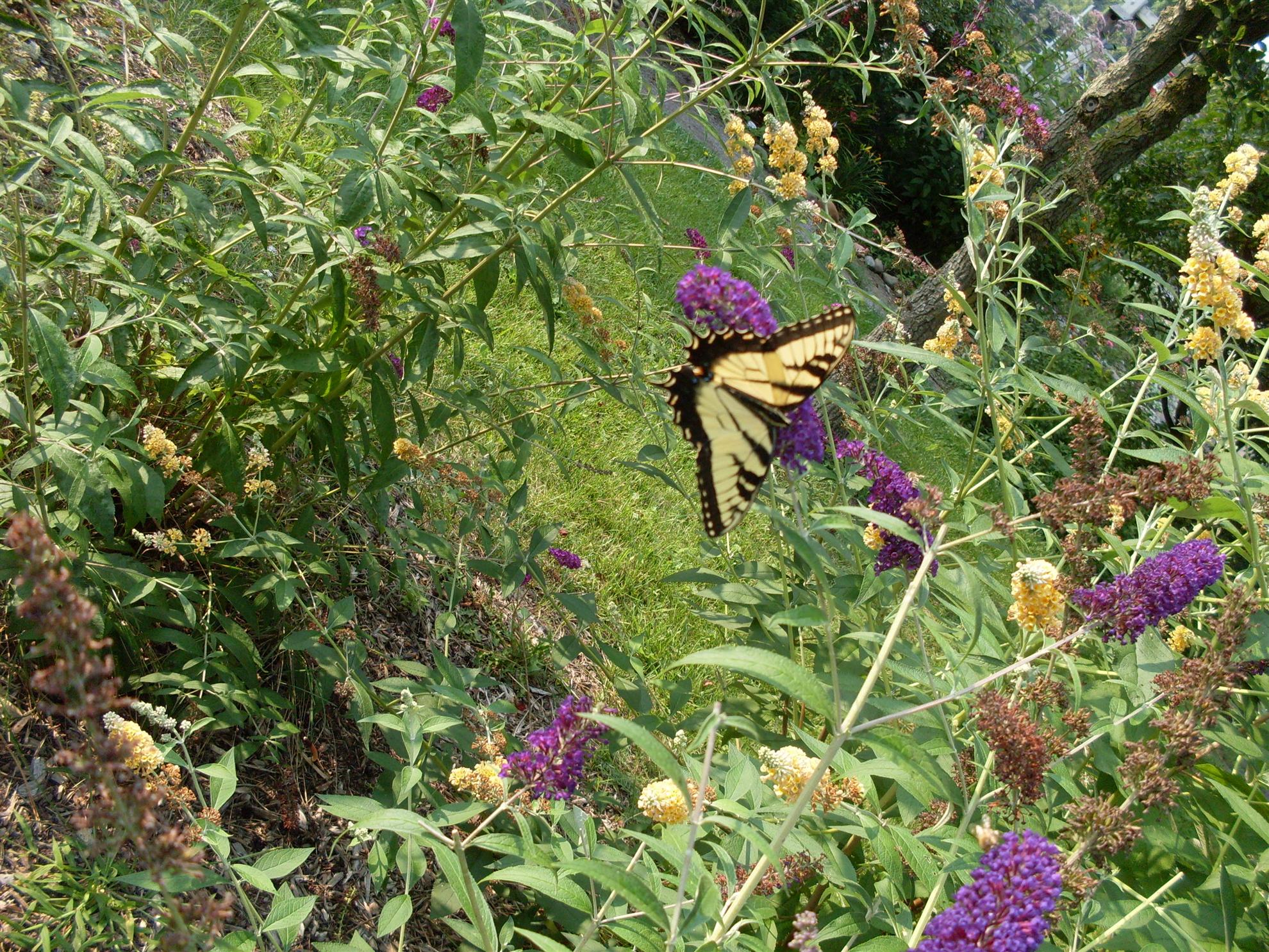 RCAAN Butterfly & Hummingbird Garden at Gallup Park Ann Arbor Rotary