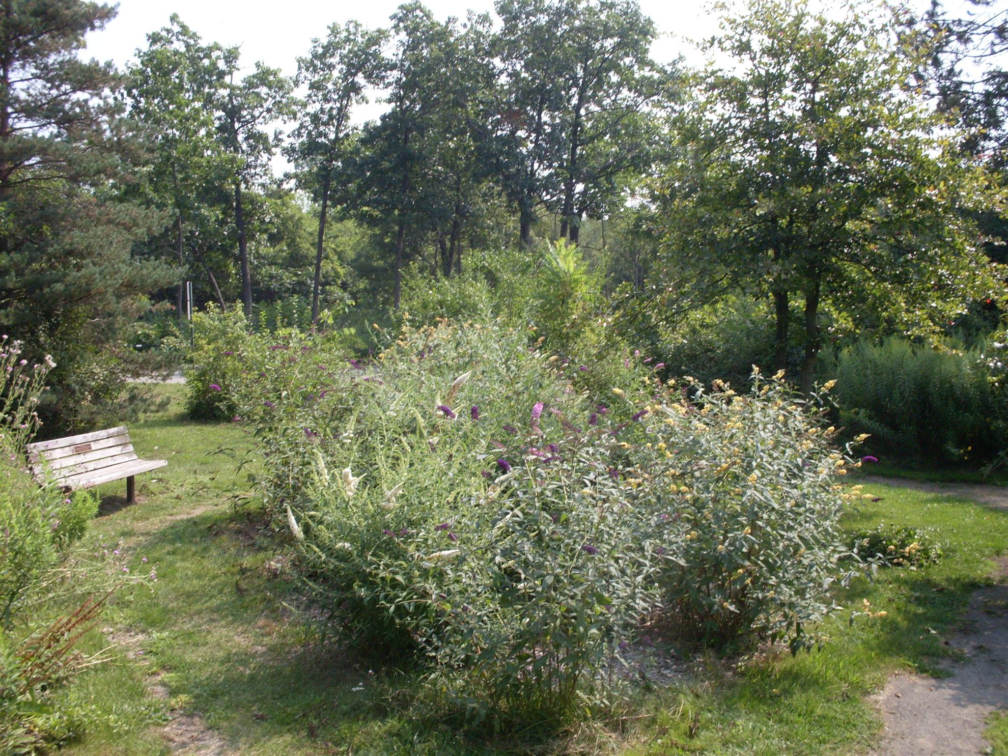 RCAAN Butterfly & Hummingbird Garden at Gallup Park Ann Arbor Rotary