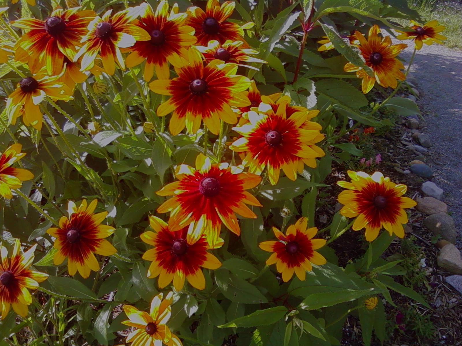 RCAAN Butterfly & Hummingbird Garden at Gallup Park Ann Arbor Rotary