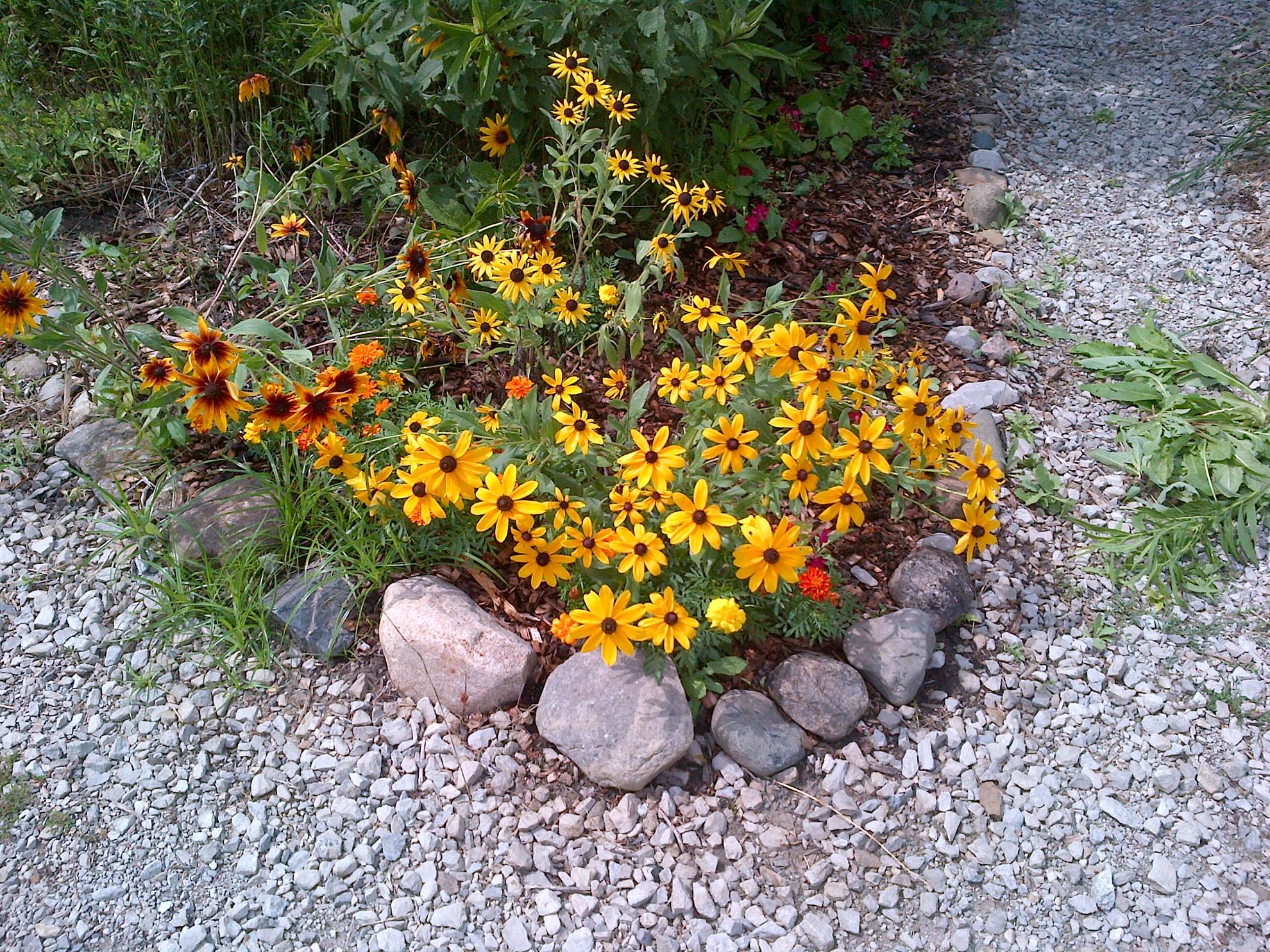 RCAAN Butterfly & Hummingbird Garden at Gallup Park Ann Arbor Rotary