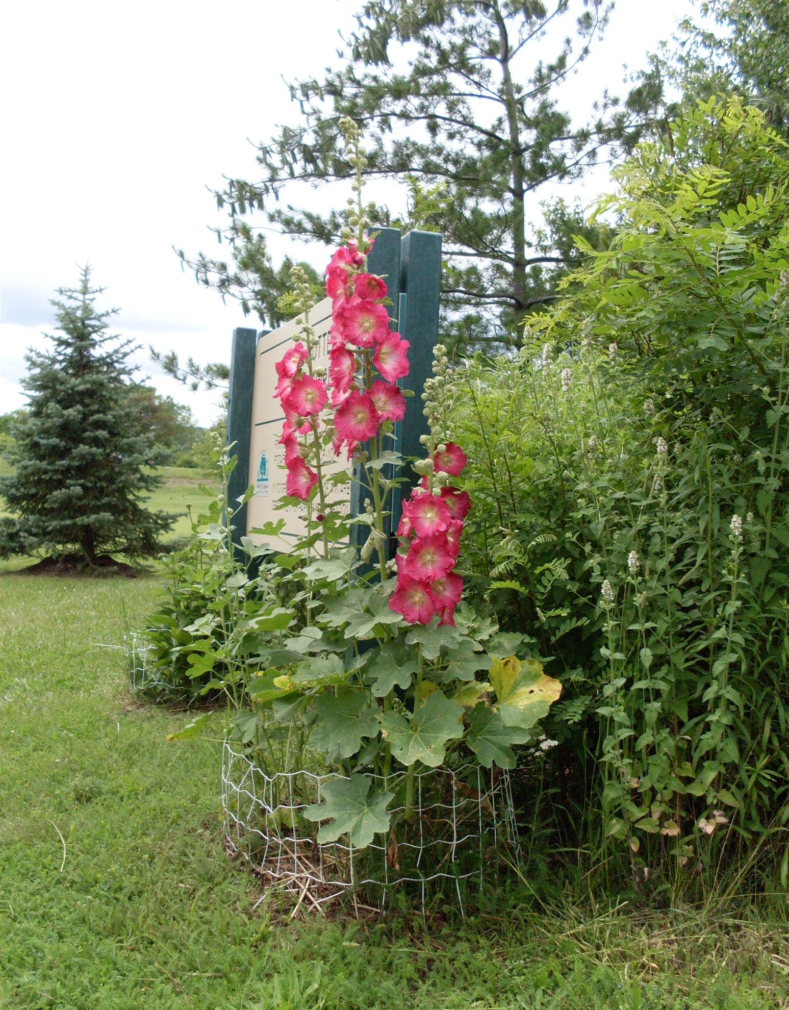 RCAAN Butterfly & Hummingbird Garden at Gallup Park Ann Arbor Rotary