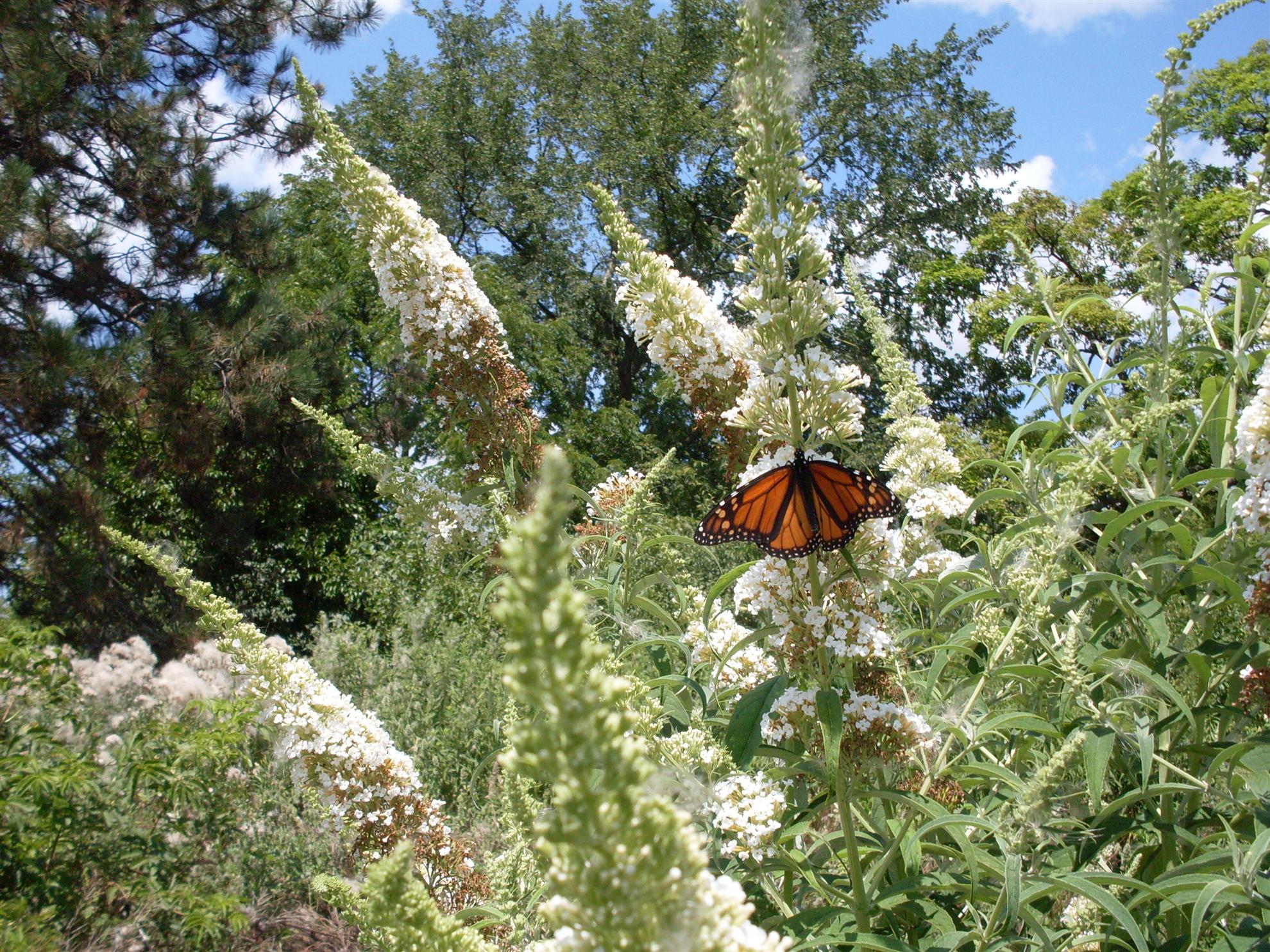 RCAAN Butterfly & Hummingbird Garden at Gallup Park Ann Arbor Rotary