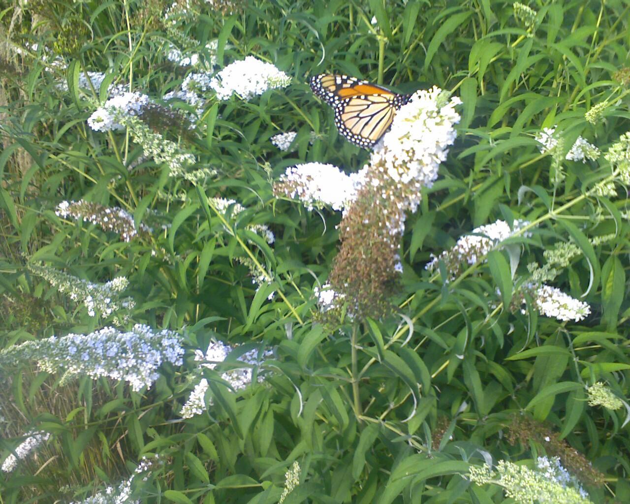 RCAAN Butterfly & Hummingbird Garden at Gallup Park Ann Arbor Rotary