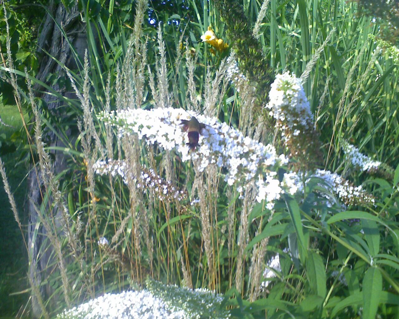RCAAN Butterfly & Hummingbird Garden at Gallup Park Ann Arbor Rotary