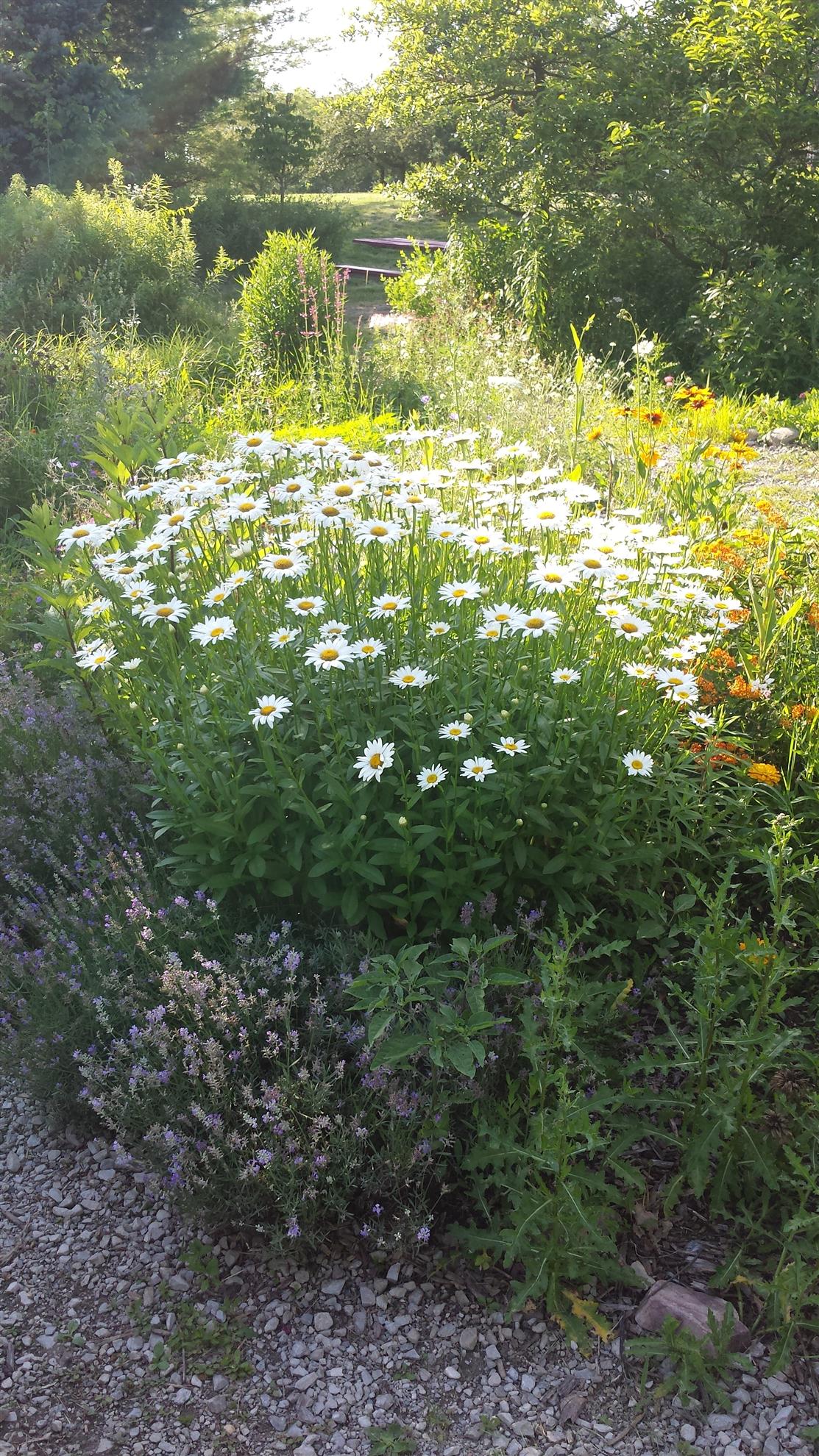 RCAAN Butterfly & Hummingbird Garden at Gallup Park Ann Arbor Rotary