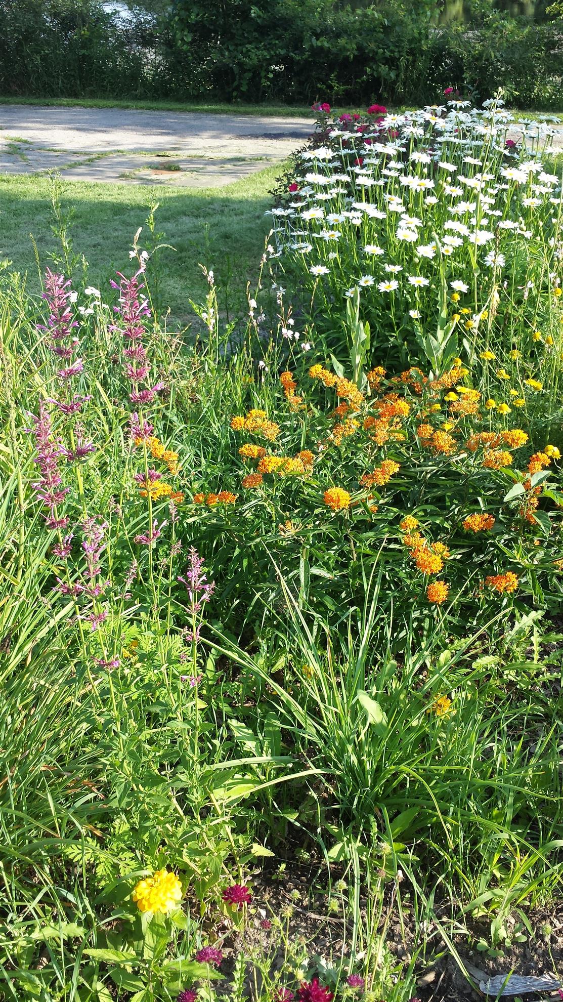 RCAAN Butterfly & Hummingbird Garden at Gallup Park Ann Arbor Rotary