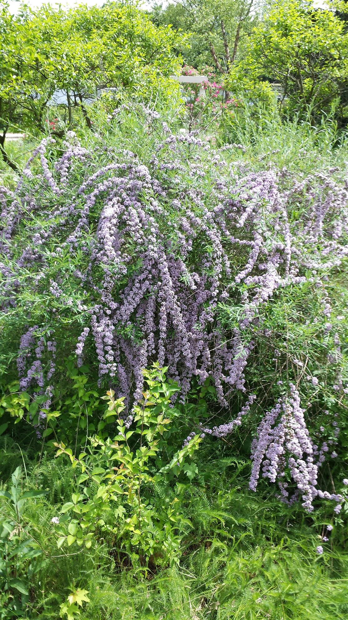 RCAAN Butterfly & Hummingbird Garden at Gallup Park Ann Arbor Rotary