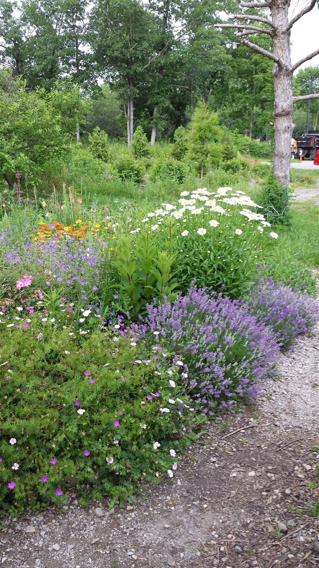 RCAAN Butterfly & Hummingbird Garden at Gallup Park Ann Arbor Rotary