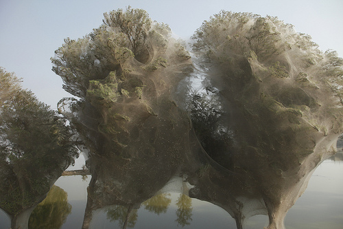 Cobweb trees Sind Pakistan