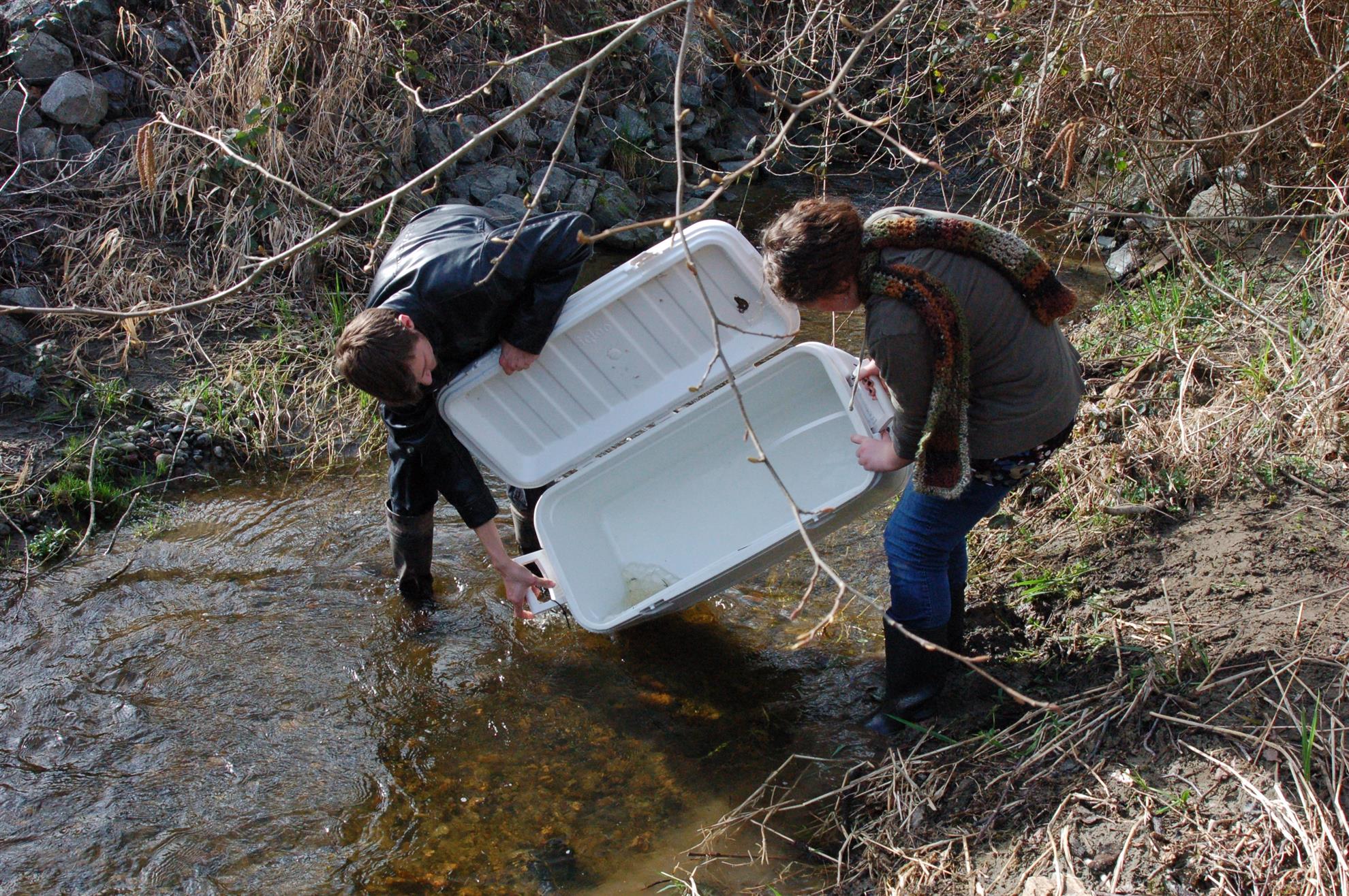 2016 fish release coho-chum