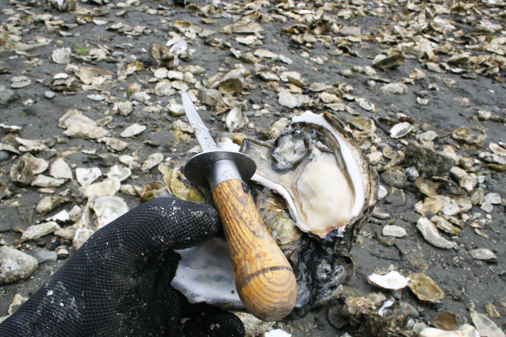 Year End Rotary Potluck And Oyster Shuck Rotary Club Of