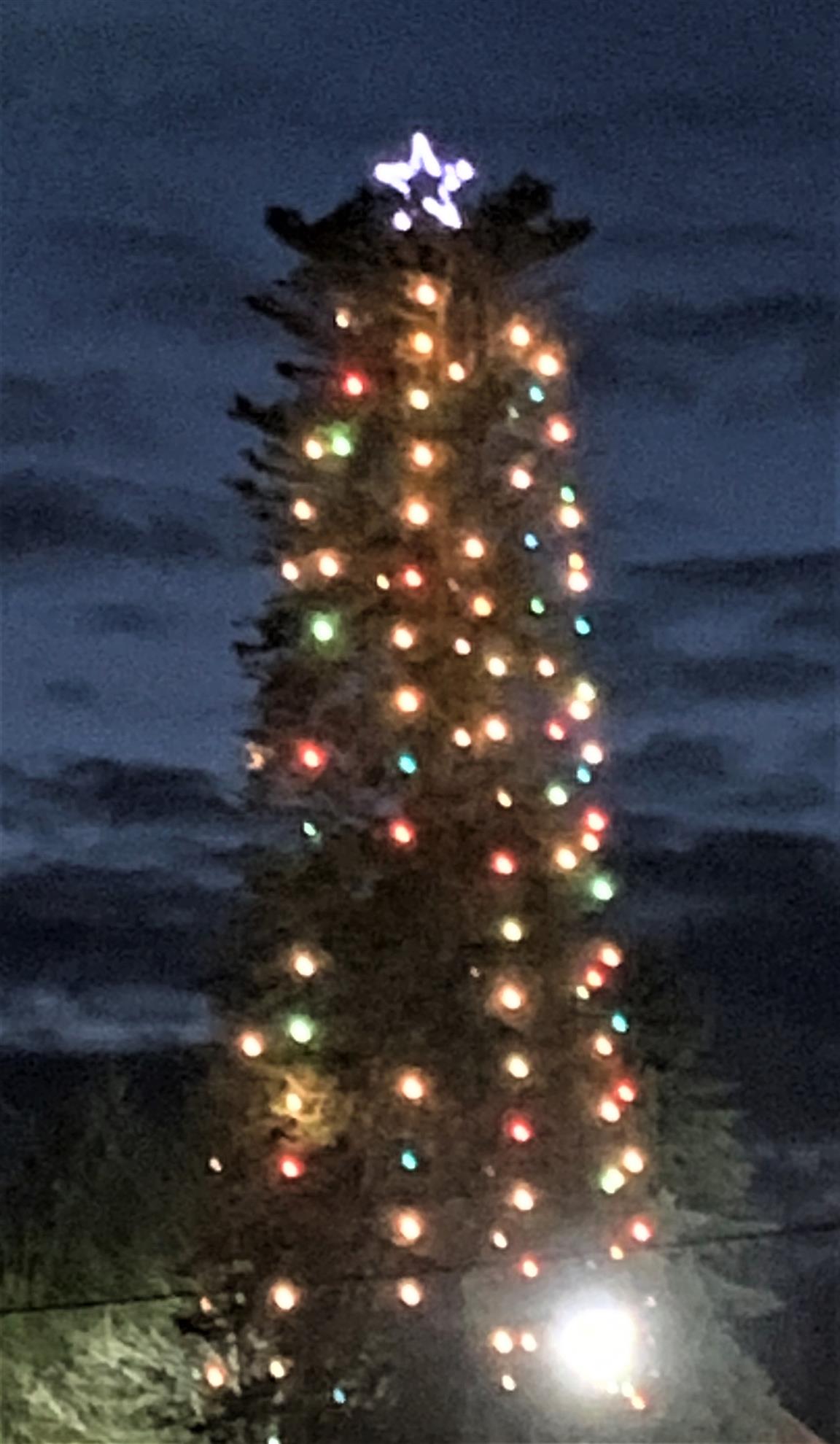 Historic Silverdale Christmas Tree Is All Lit Up! Rotary Club of