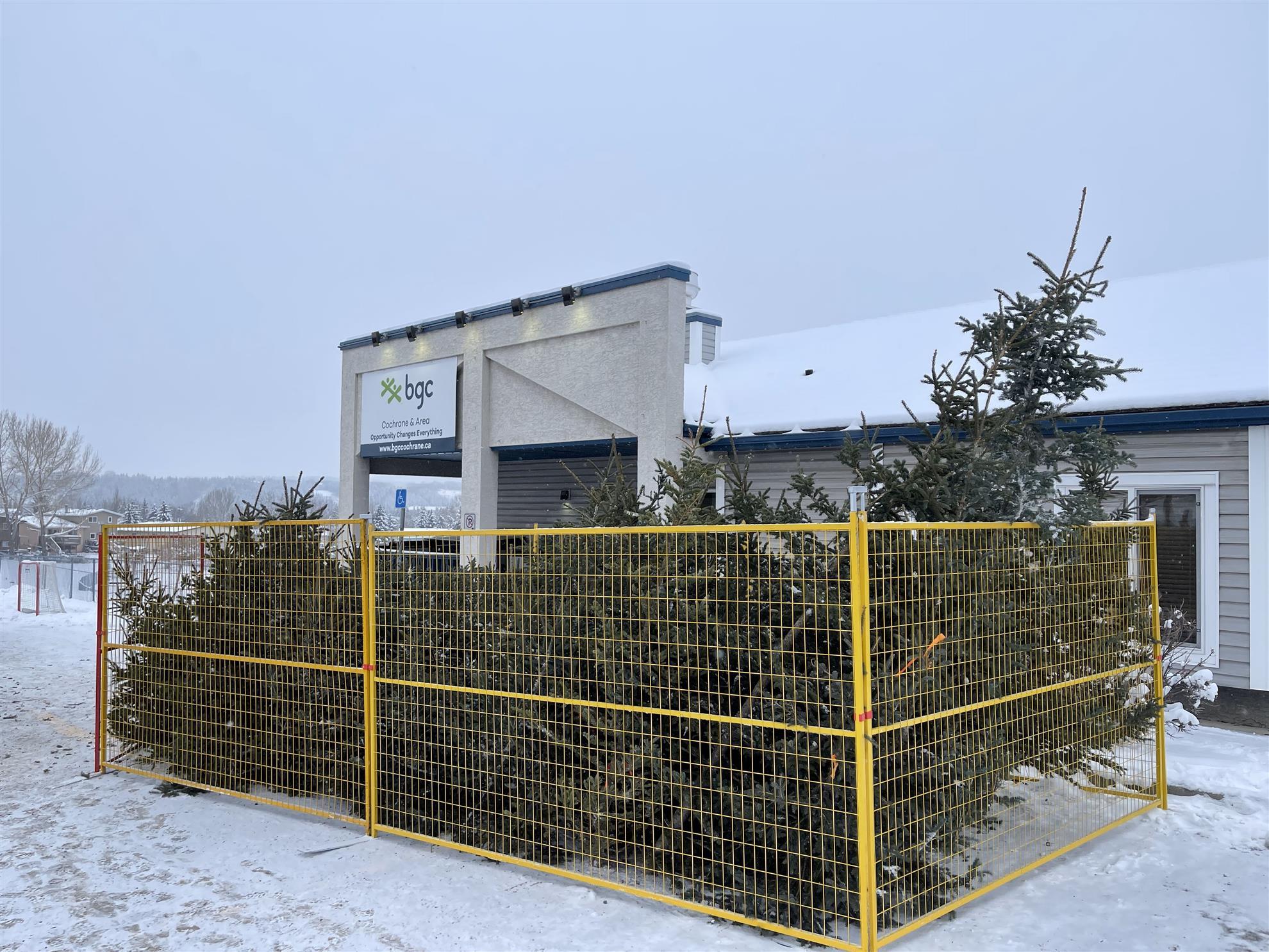 Christmas Tree Harvest for the Boys and Girls Club of Cochrane -2024-b