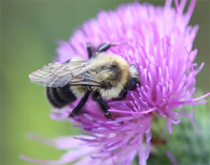 Local Bee Expert Gets Rotarians All-a-Buzz About Bees | Rotary Club of ...