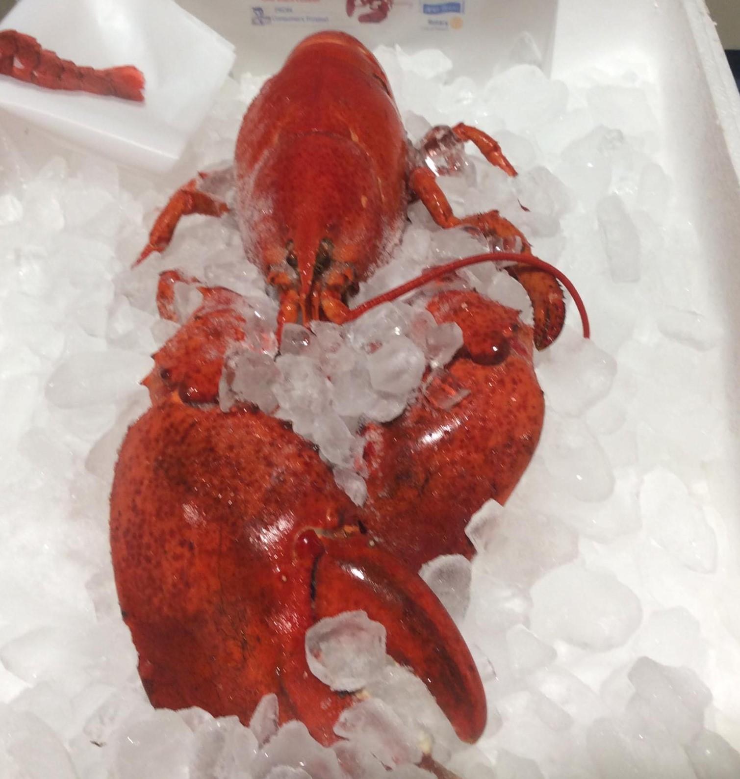 Lobster Sale! Rotary Club of Kenora