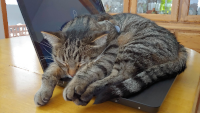 Kat sleeping on laptop