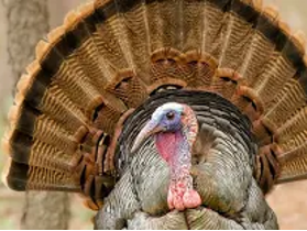 Wild Turkey - American Bird Conservancy