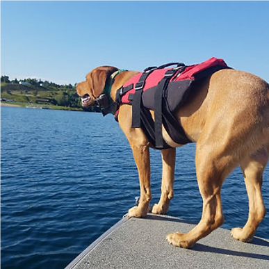 K-9 Ted