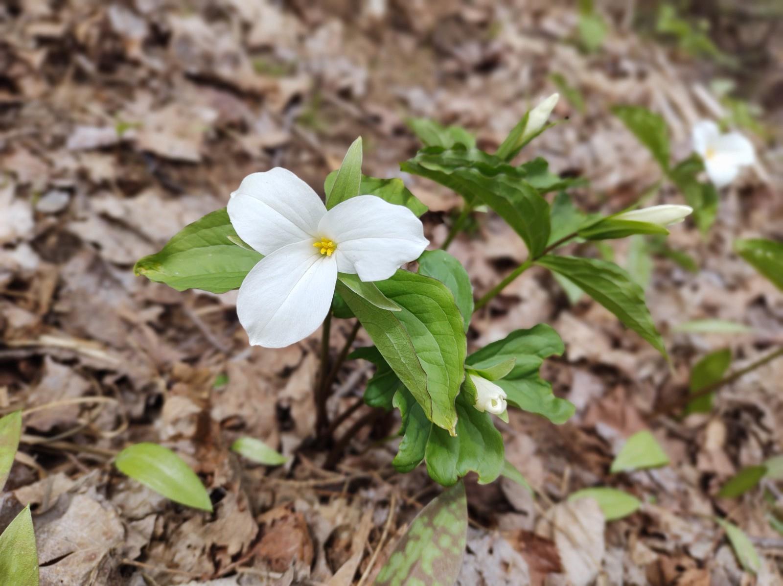A white trillium blooming on an Ontario forest floor.
