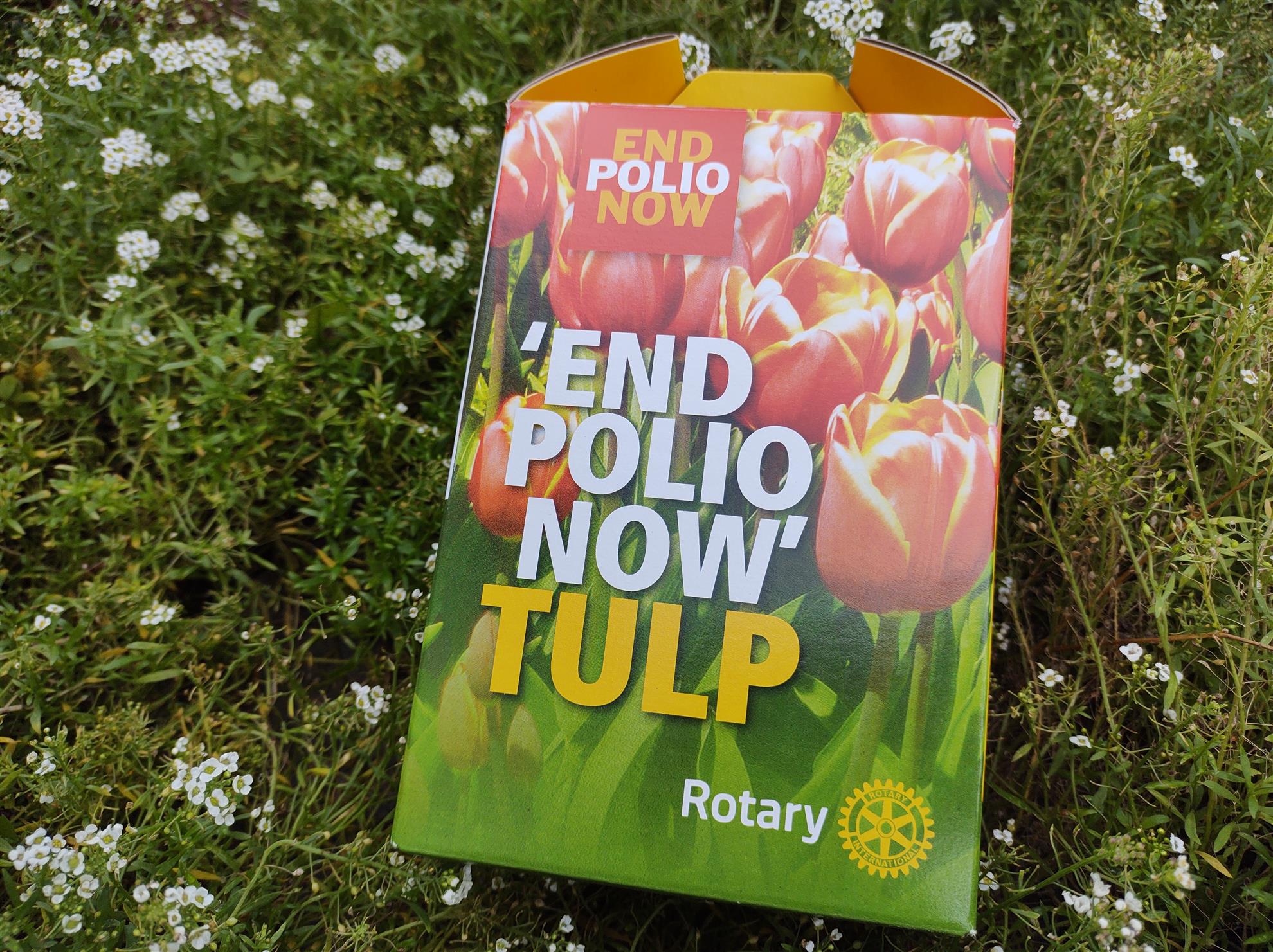 A box of tulip bulbs for red and yellow flowers. Text on box reads: End Polio Now Tulip