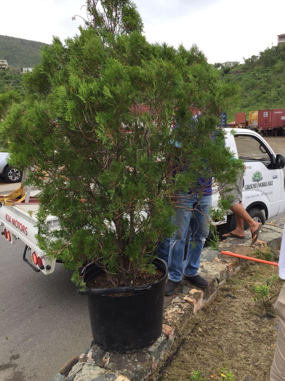 Rotarians Plant Christmas Tree at Port Purcell Roundabout Rotary Club