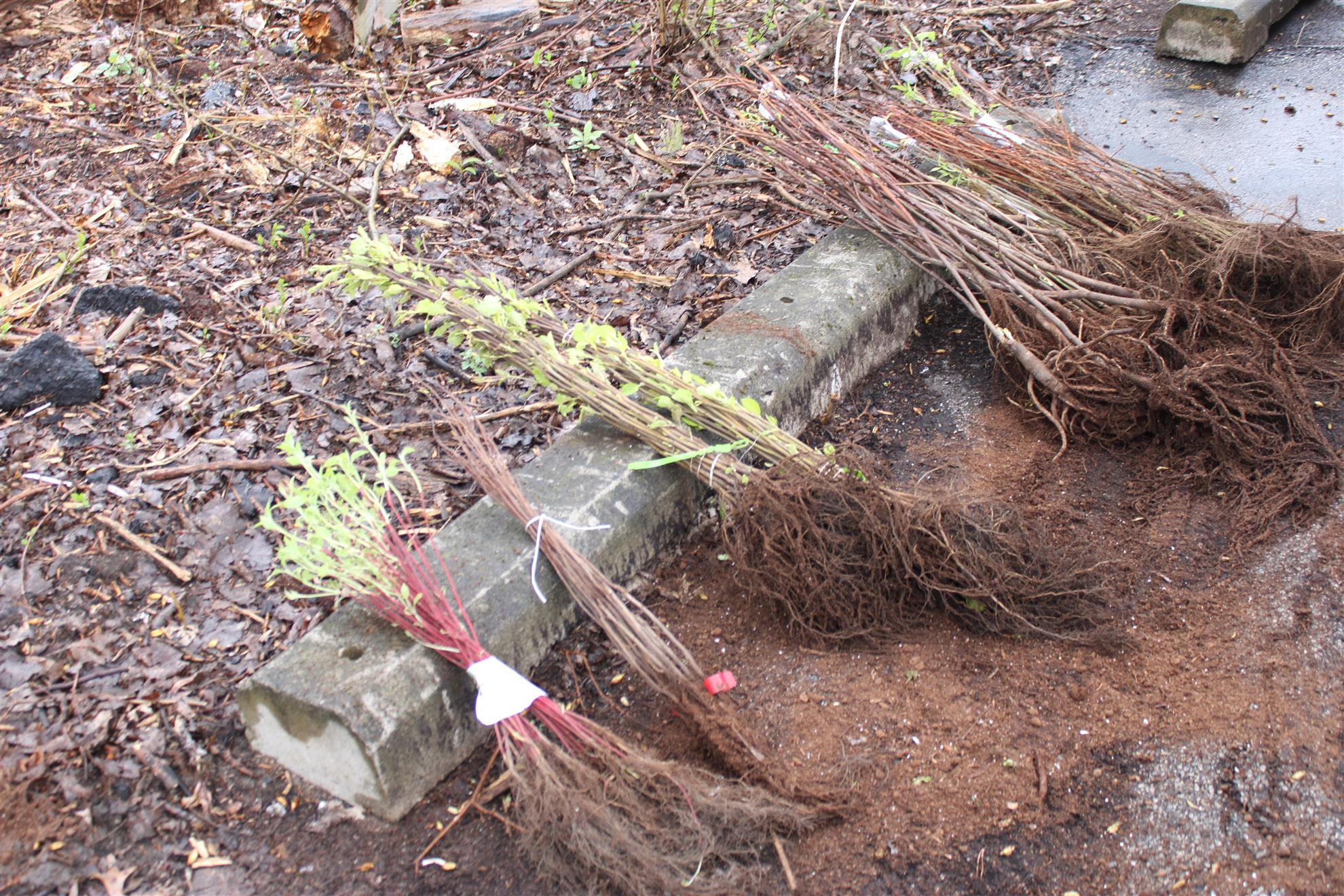 We Speak for the Trees: Planting Trees Across Flint | Rotary Club of ...