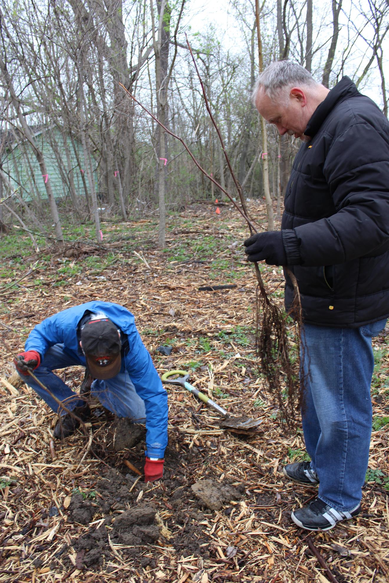 We Speak for the Trees: Planting Trees Across Flint | Rotary Club of ...